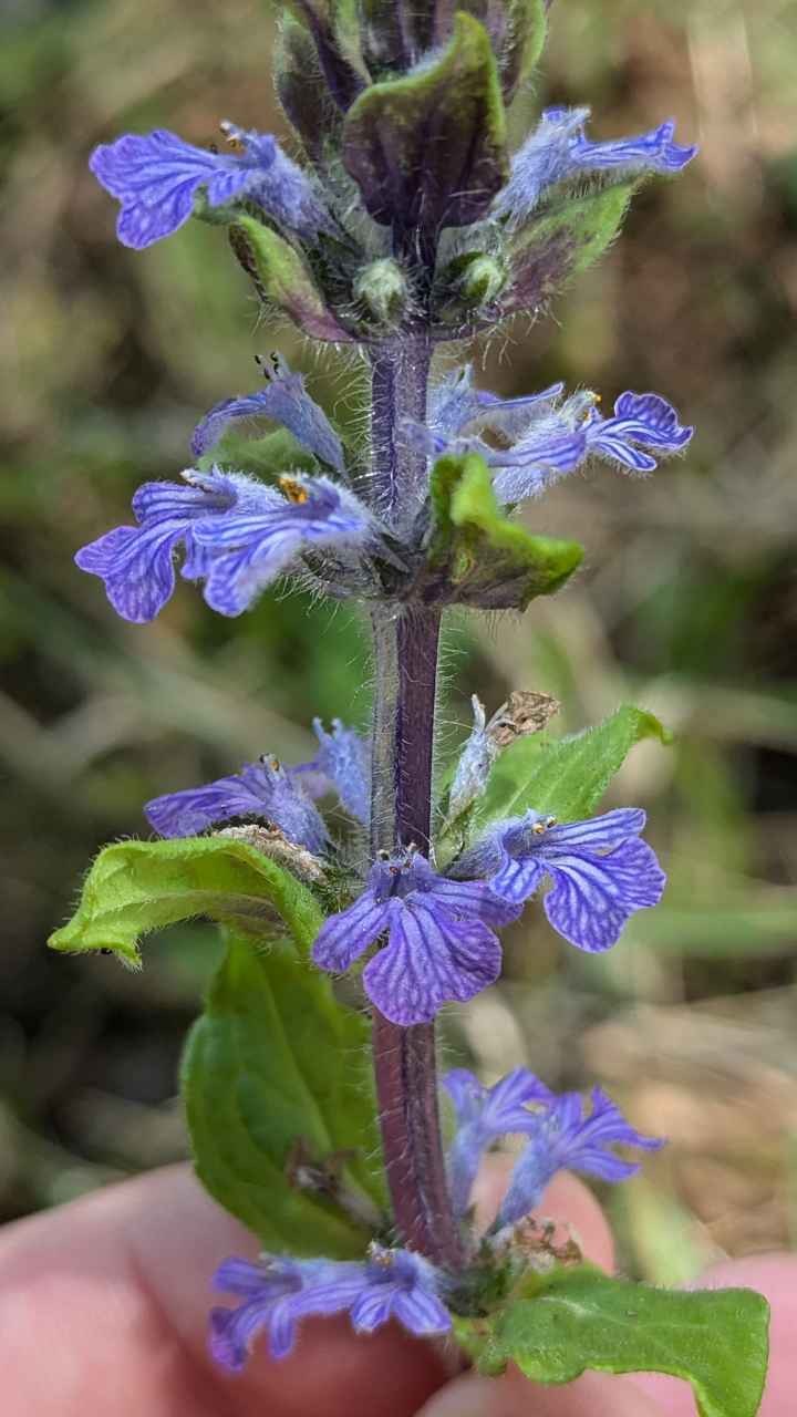 Bugle de Genève